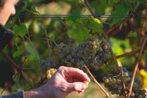 Vineyard-Loire