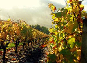 Vines of the Ackerman House