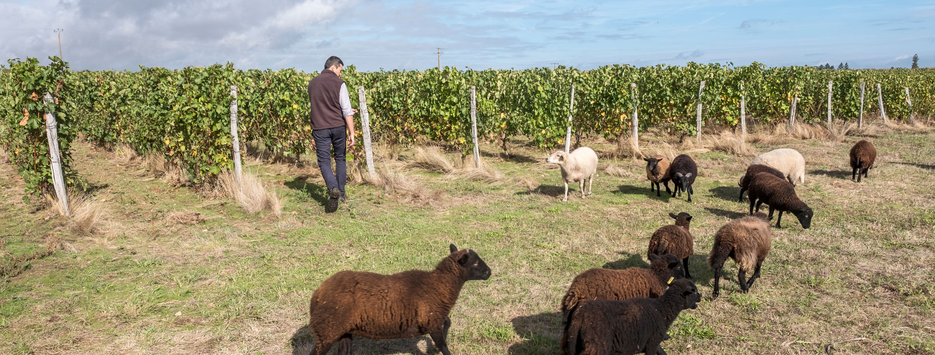 sheep and  eco-grazing