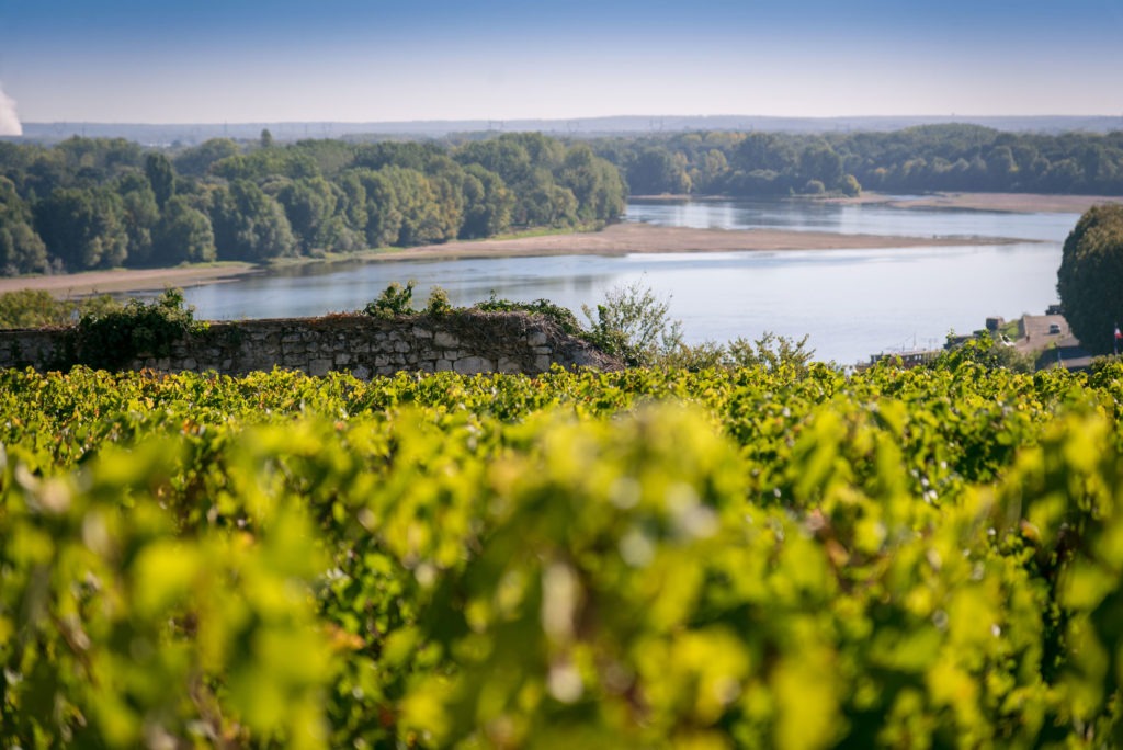 Vignes Loire