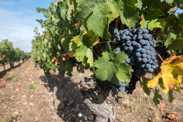 Loire grape varieties