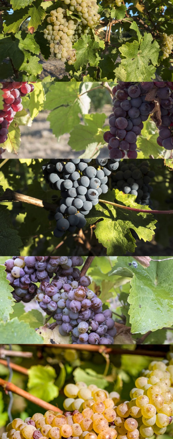 Grape Varieties From the Loire Vineyards and the Region Ackerman
