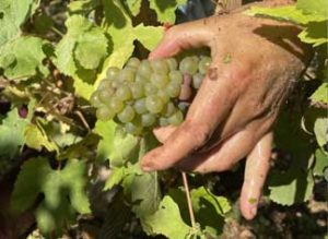 vendanges vignobles ackerman