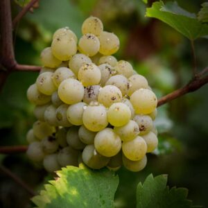 Chenin