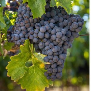 Cabernet Franc